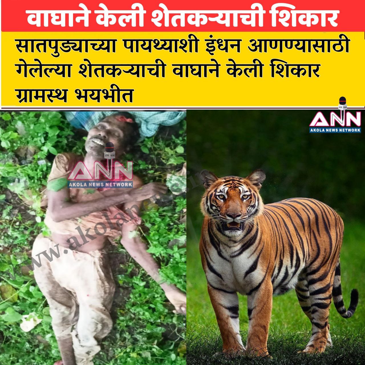 Melghat Tiger Attack